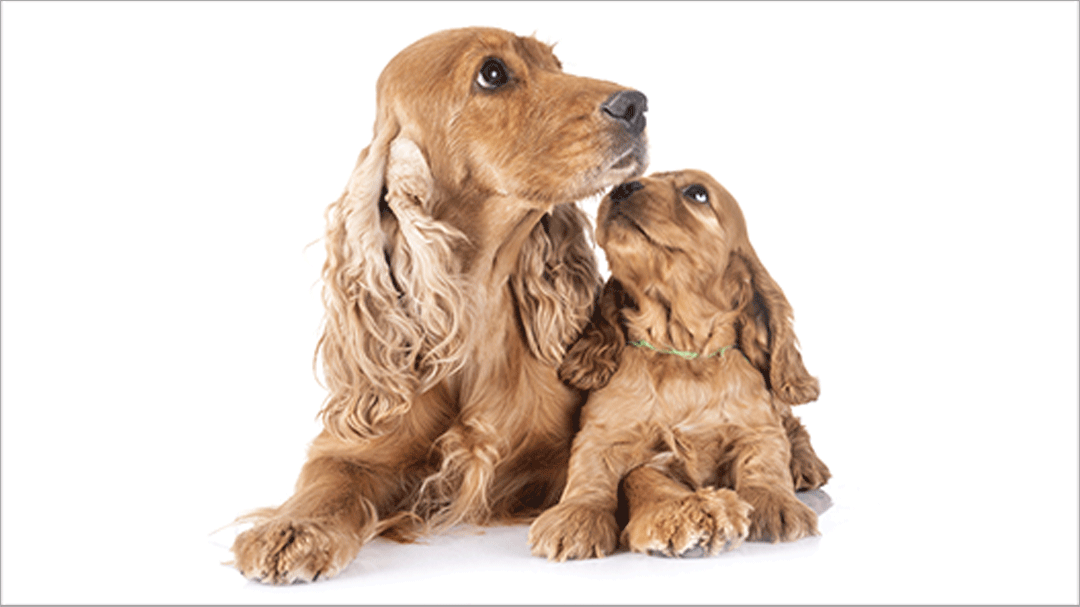 Cocker-and-Pup-(Maternal-Behavior)