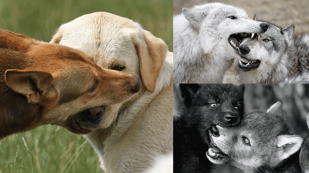 Canine Muzzle Nudge, Muzzle Grasp, and Regurgitation Behavior