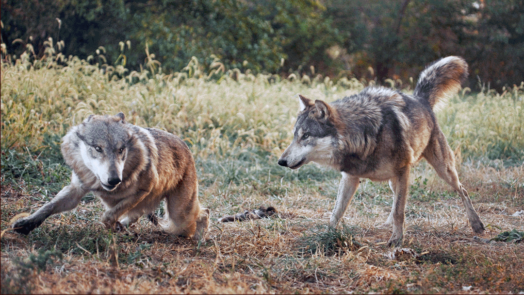 Fearful Behavior Wolves