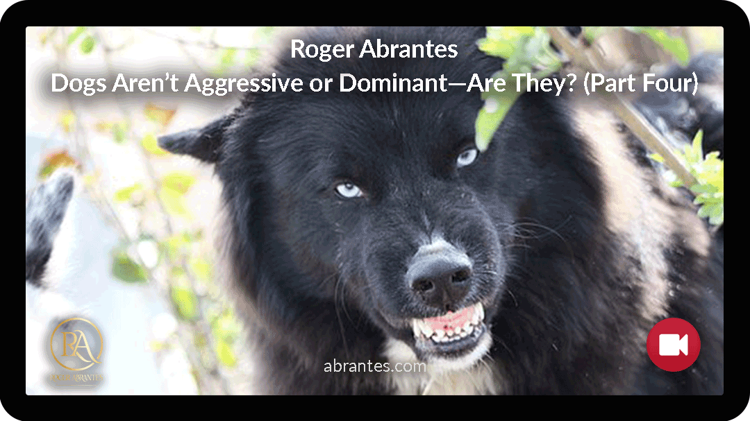 Dogs Aren’t Aggressive or Dominant—Are They? (Part Four)