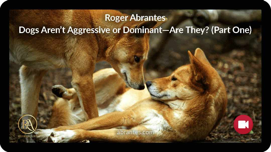 Dogs Aren’t Aggressive or Dominant—Are They? (Part One)