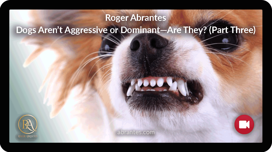 Dogs Aren’t Aggressive or Dominant—Are They? (Part Three)