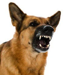 Aggression01-Dogsquad-1-224x300 Aggression01