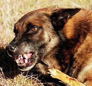 Aggression02-doggies-1 Aggression02