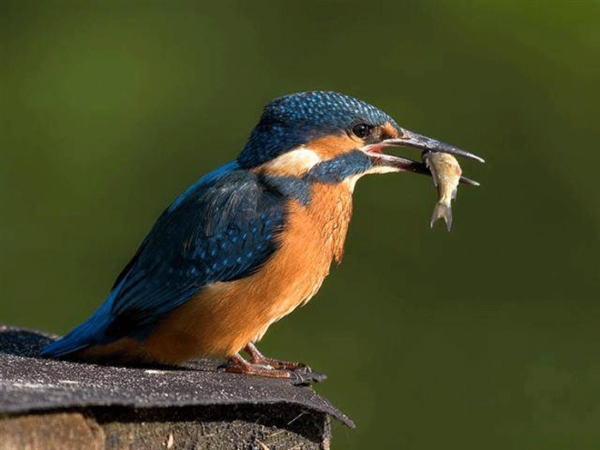 BirdFishing2-600x450 BirdFishing2-600x450