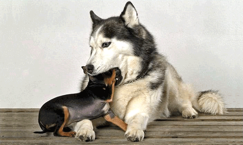 CanineMuzzleNudge2 CanineMuzzleNudge2