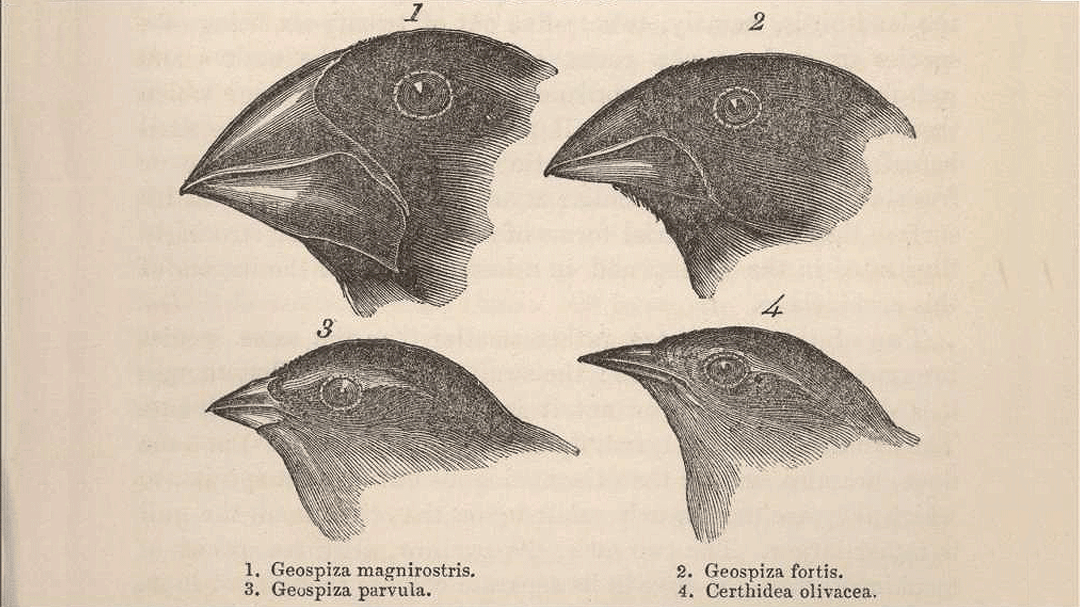 Darwin Finches