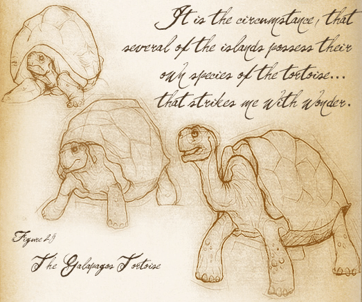 Darwin Secret Notebooks Tortoise