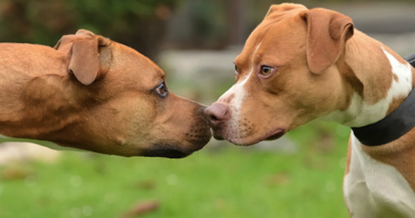 DogAggression5-Dogtime-com-600x315 DogAggression5