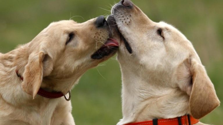 Dogs Pacifying Behavior-1