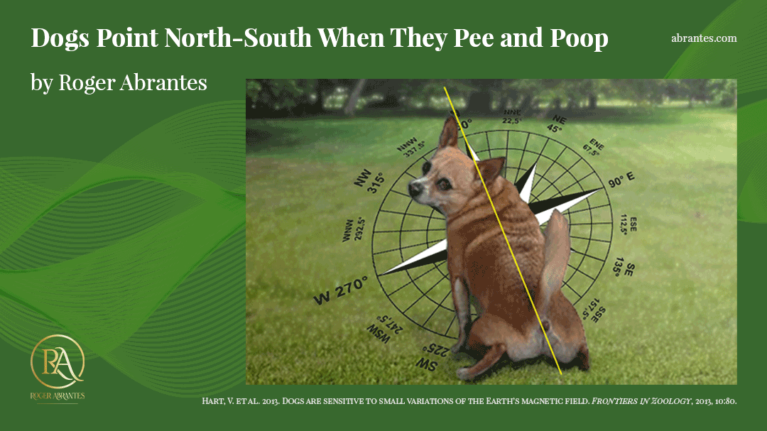 Dogs Point North-South When They Pee and Poop