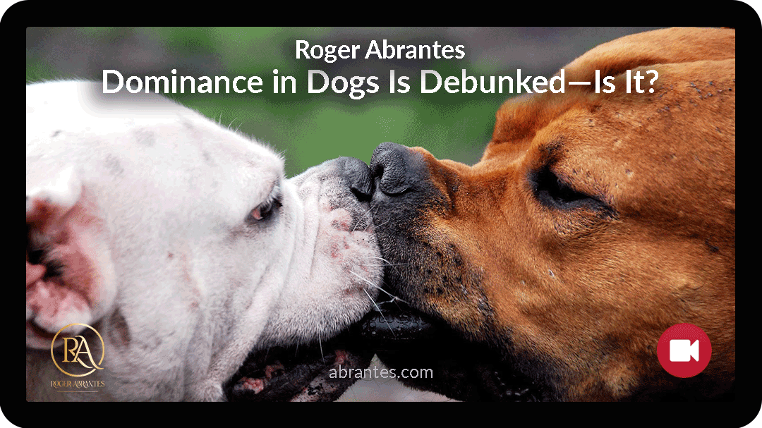 Dominance in Dogs Is Debunked—Is It?