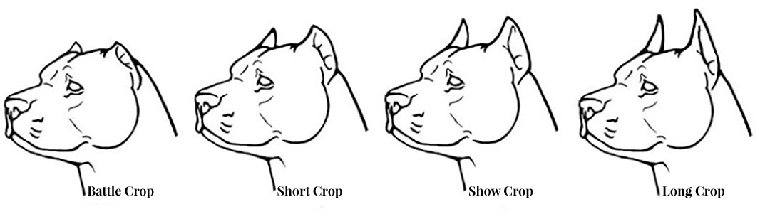 earcrop