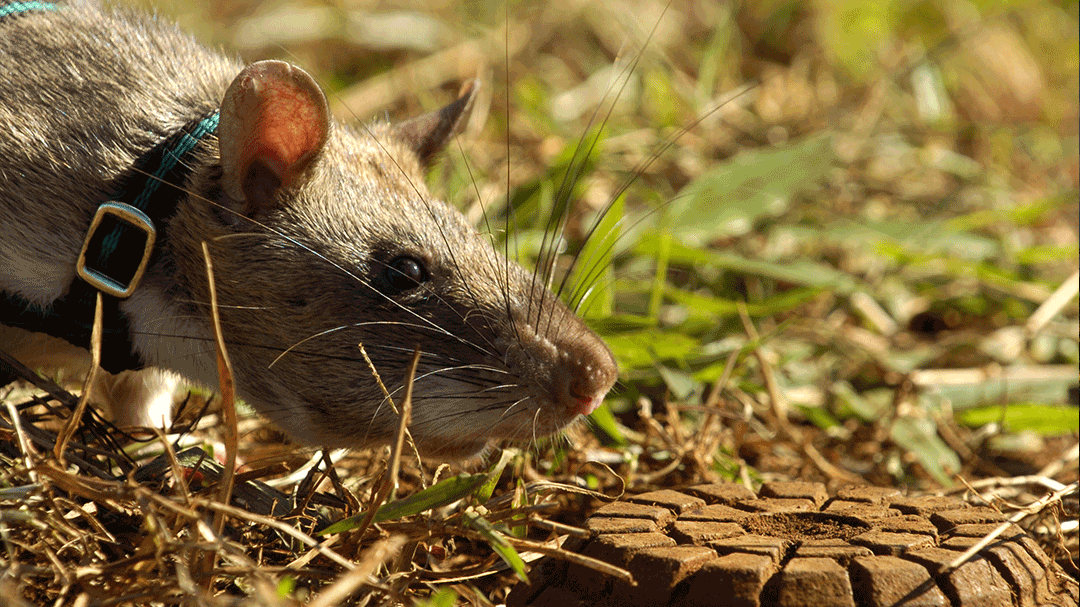 Gambian Rat