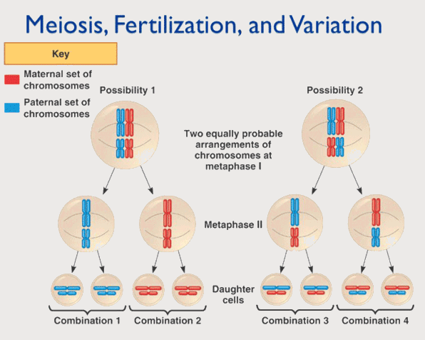 Meiosis Fertilization Variation