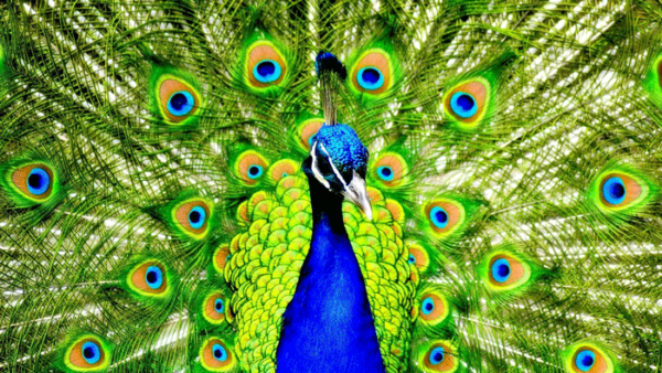 Peacock-600x338 Peacock-600x338