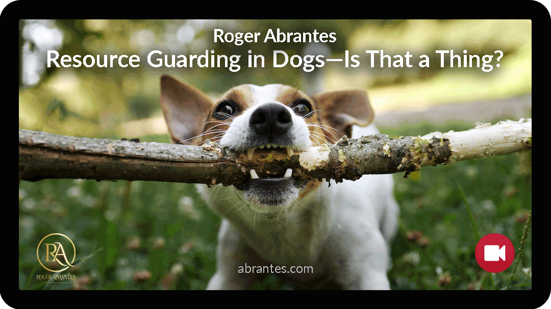 Resource Guarding in Dogs—Is That a Thing?