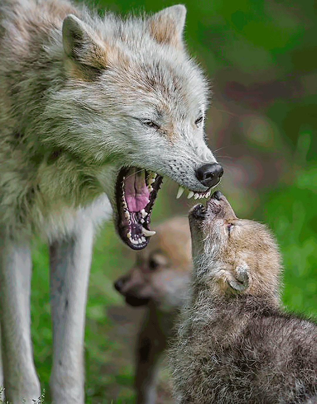 Wolf Regurgitating