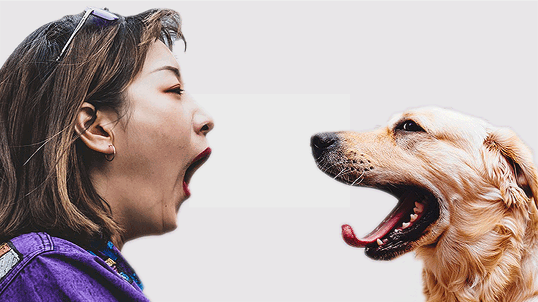 Yawn Human Canine