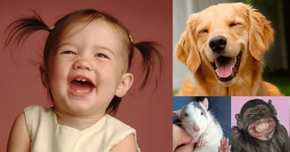 Laughter Among Humans and Nonhumans