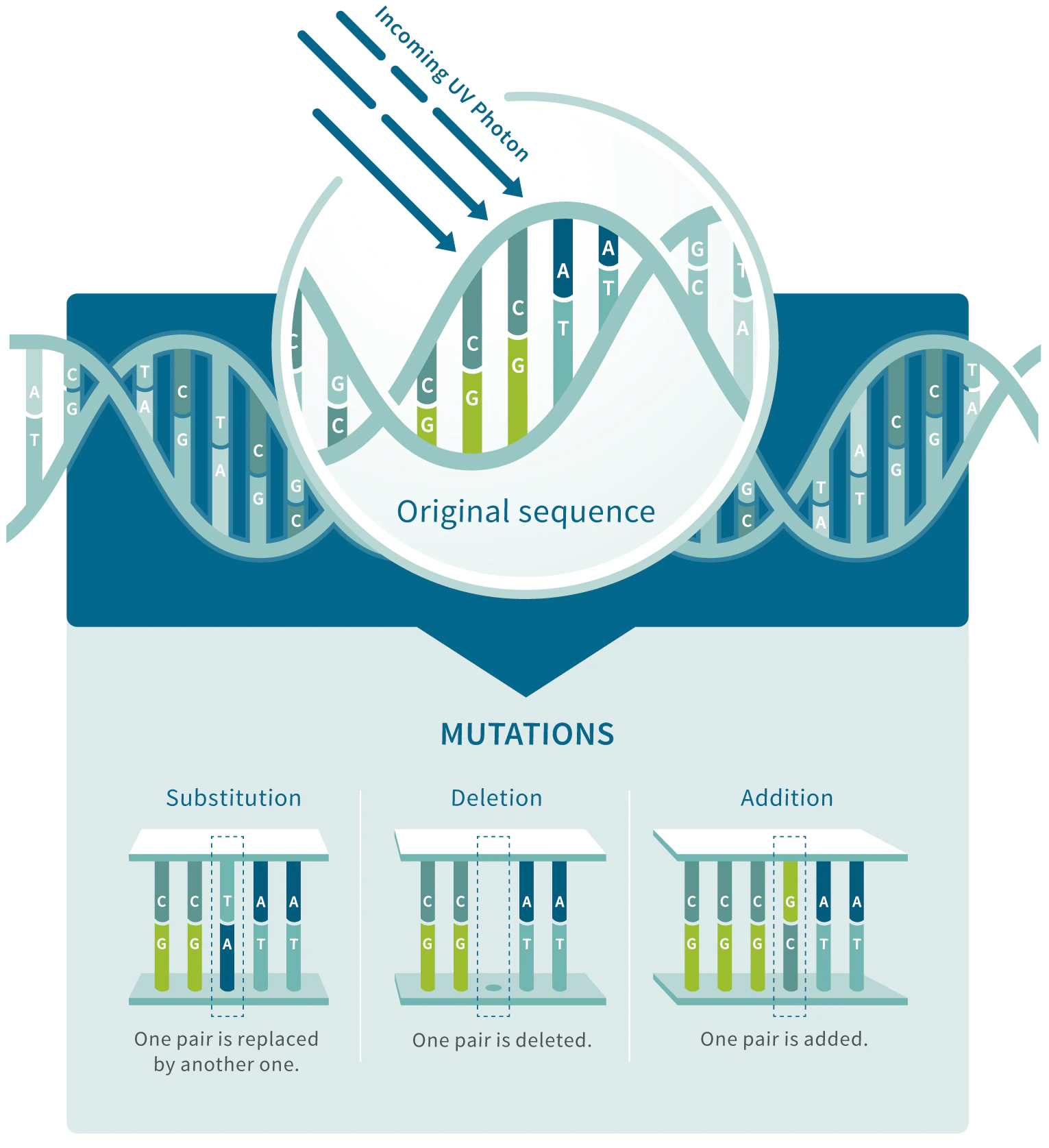 DNA-mutations